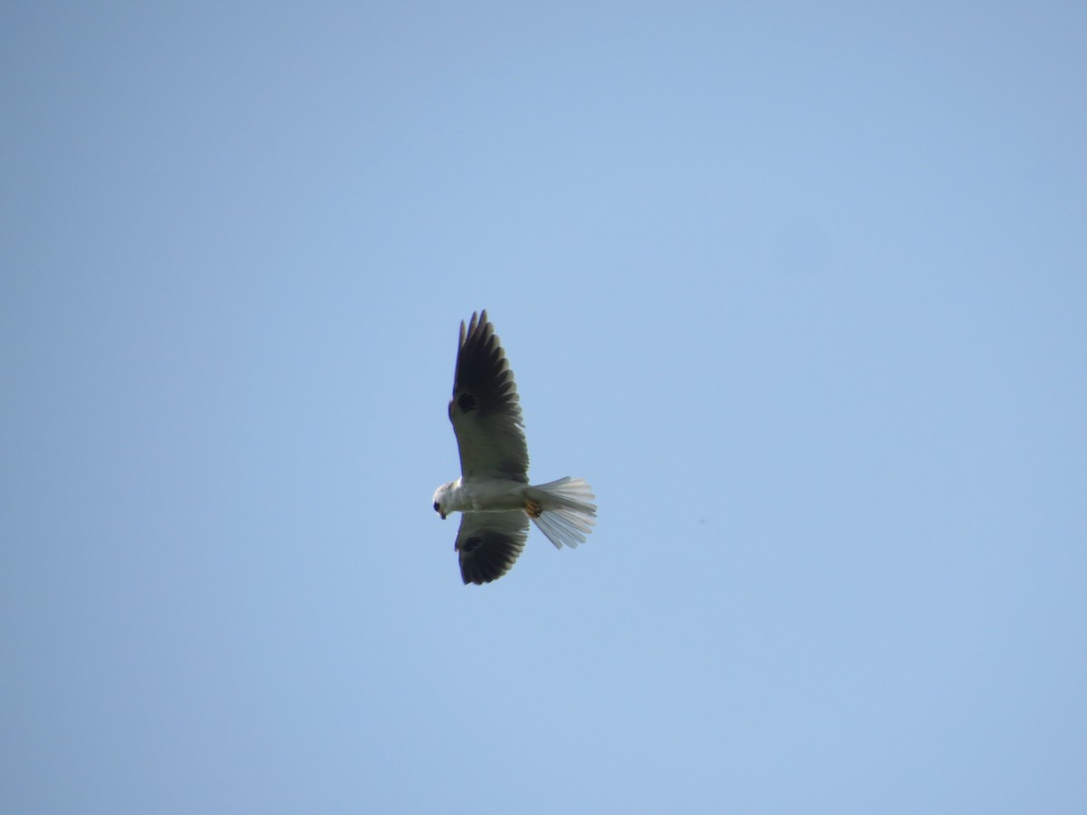 White-tailed Kite - ML625120513