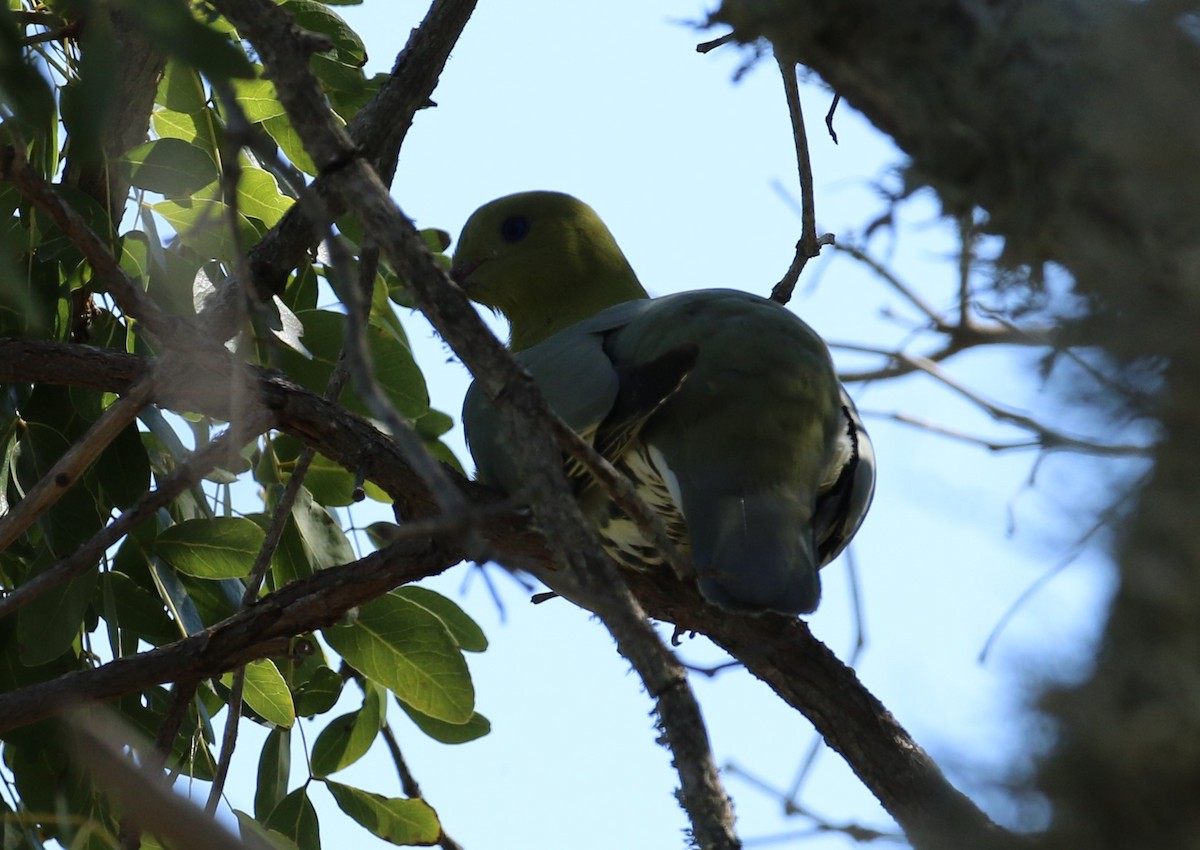 Madagascar Green-Pigeon - ML625120730