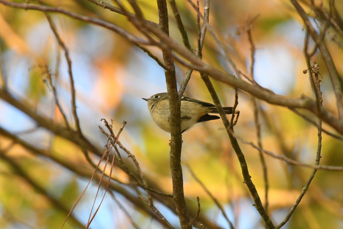 Ruby-crowned Kinglet - ML625120765