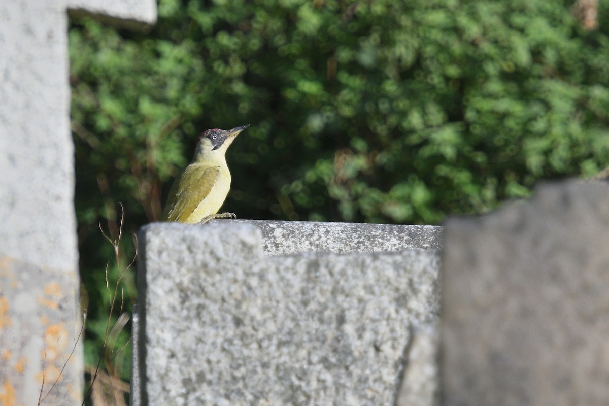 Eurasian Green Woodpecker - ML625120931