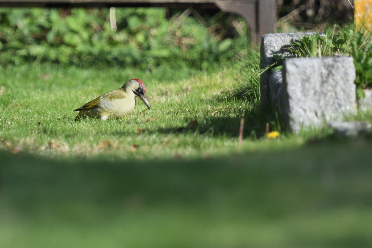 Eurasian Green Woodpecker - ML625120932