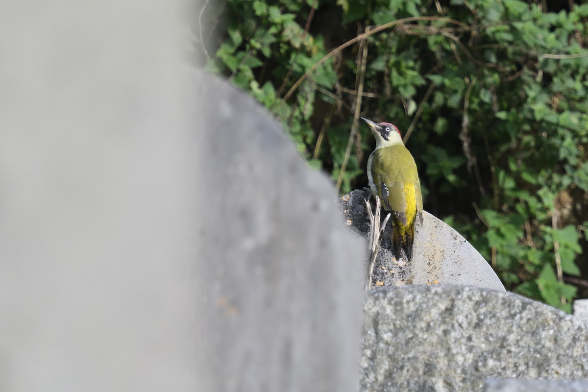 Eurasian Green Woodpecker - ML625120933