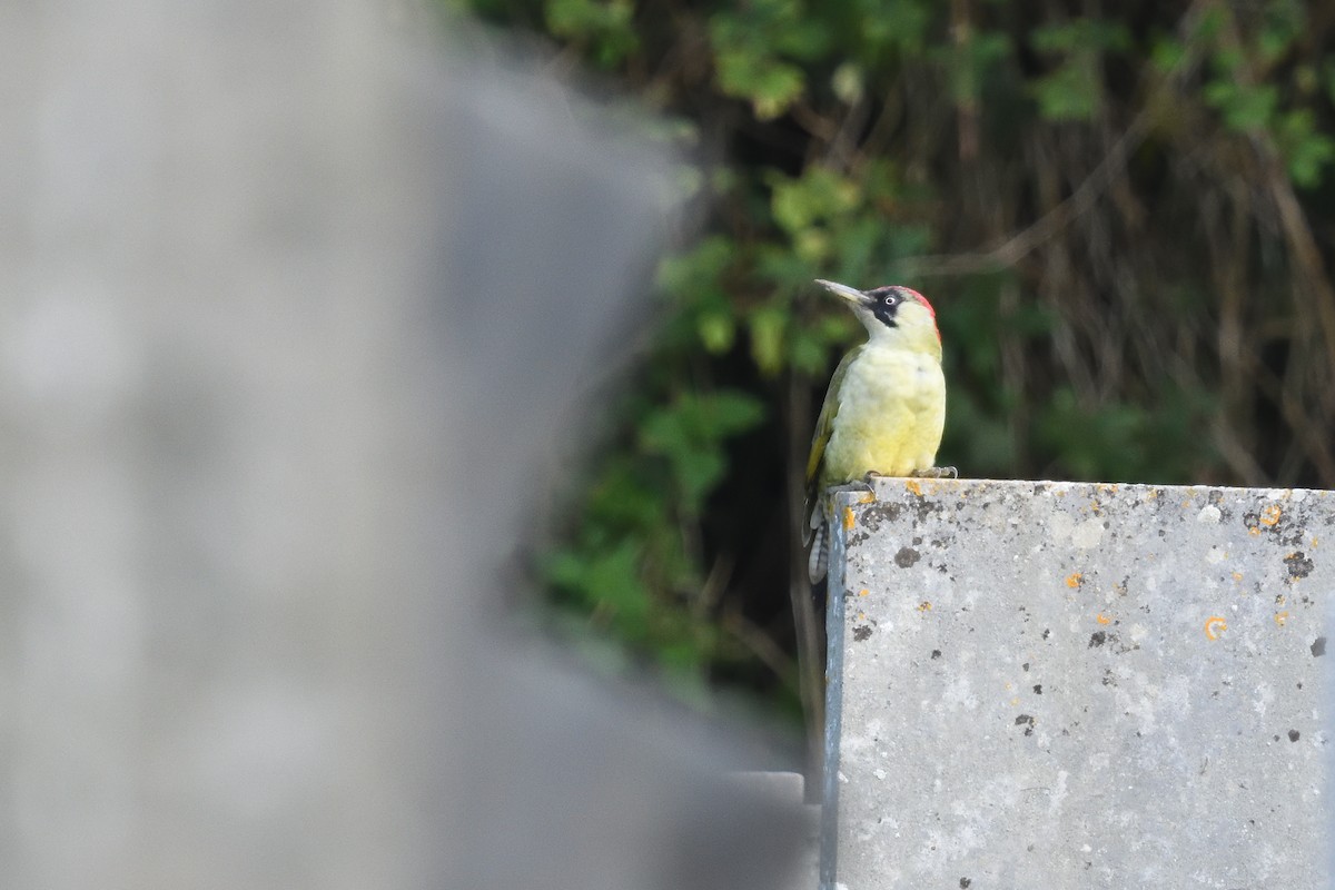 Eurasian Green Woodpecker - ML625120934