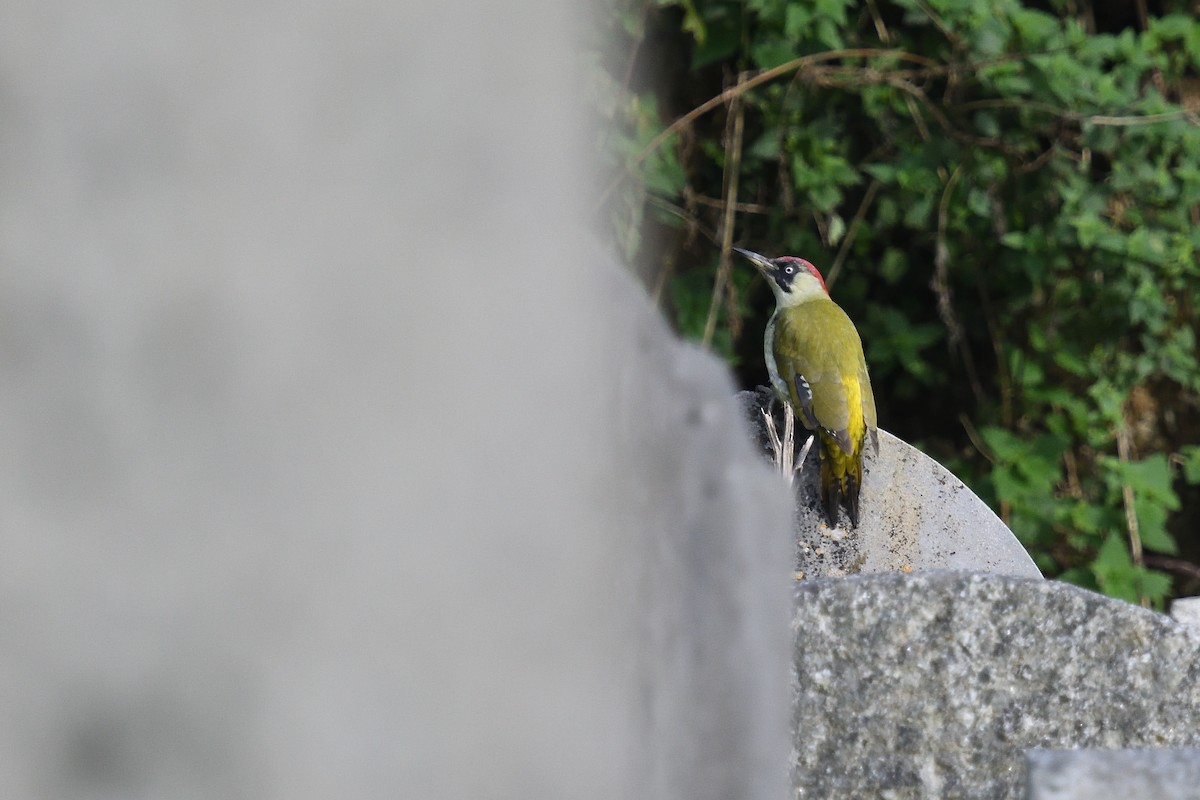 Eurasian Green Woodpecker - ML625120935