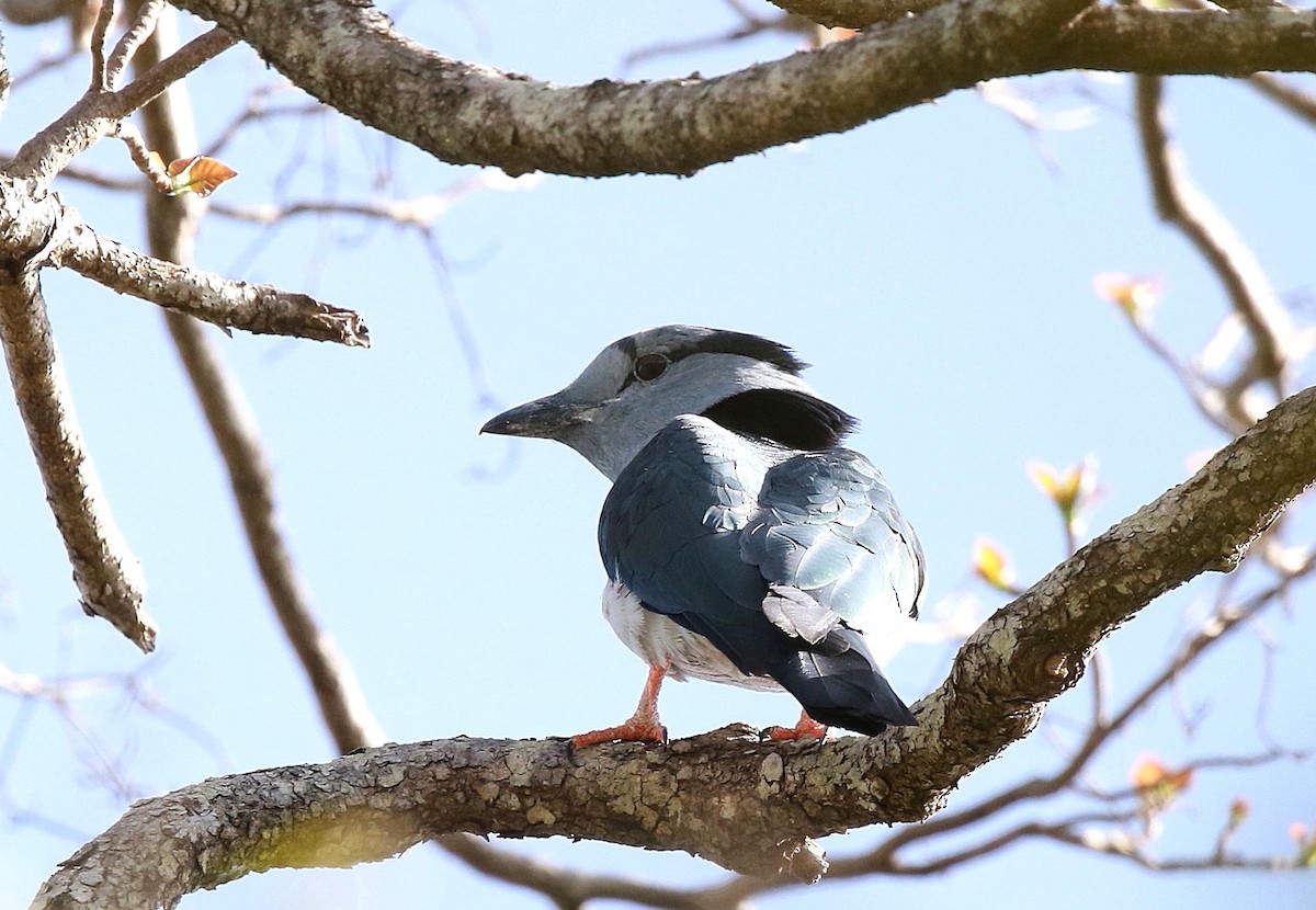 Cuckoo-roller - ML625121060