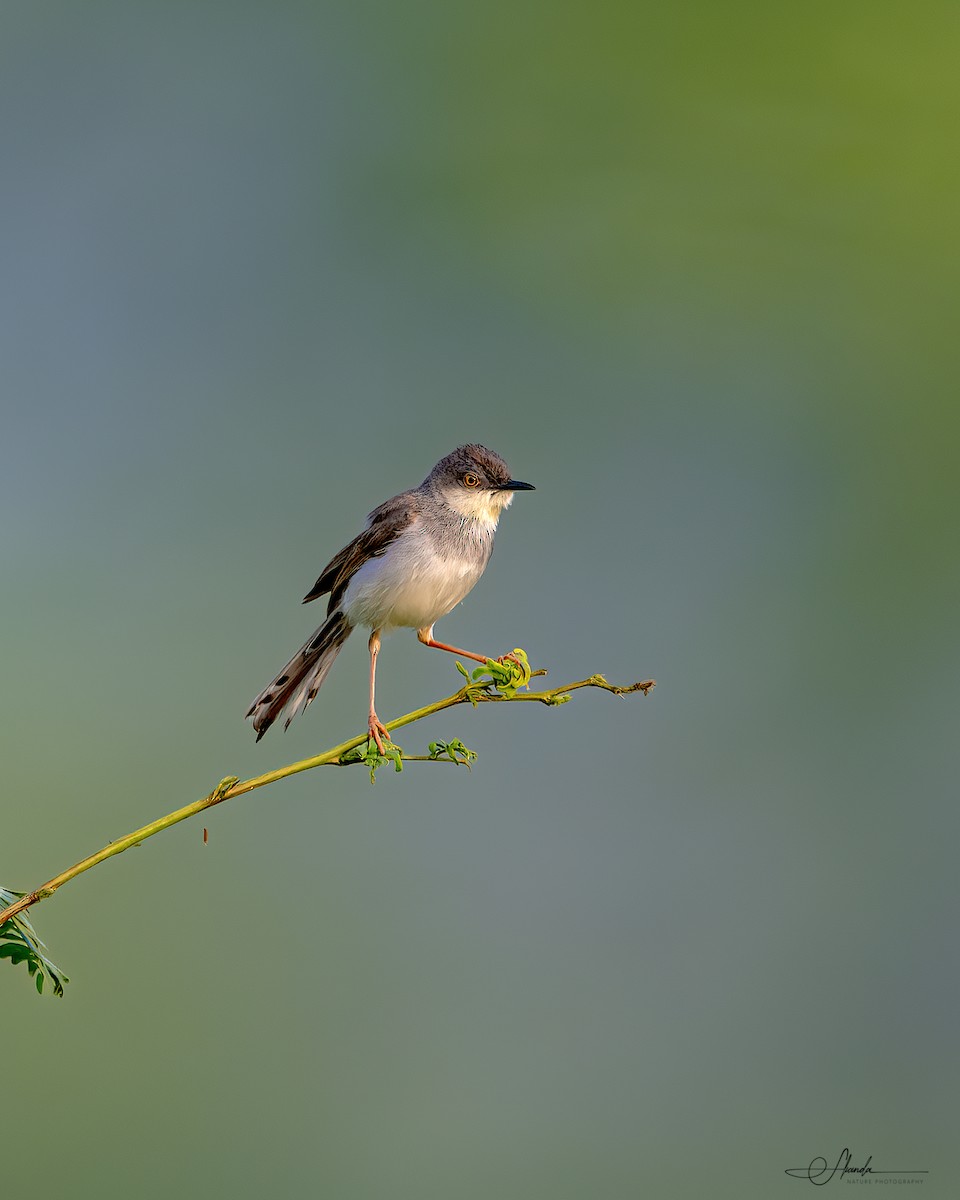 Gray-breasted Prinia - ML625121100