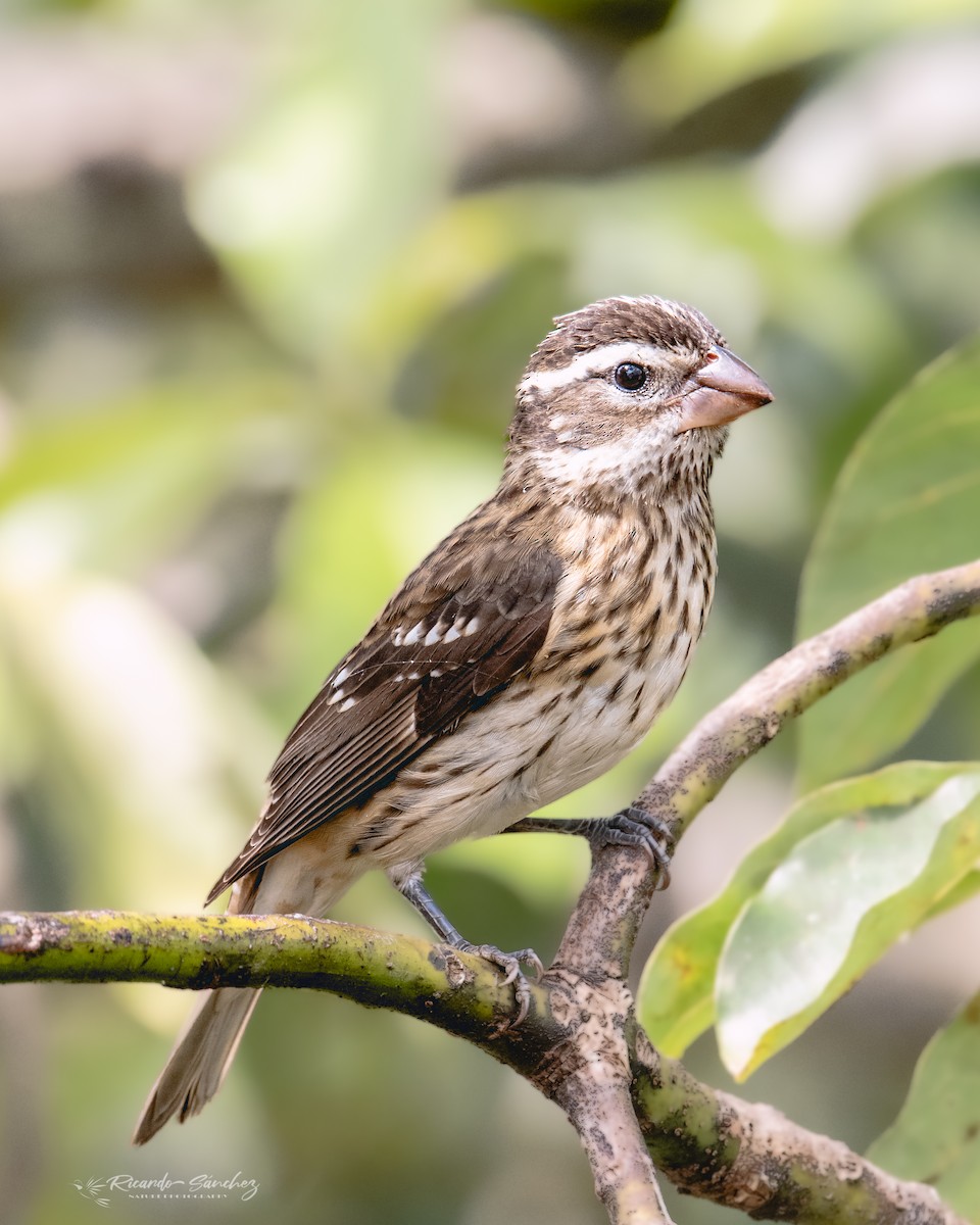 Rose-breasted Grosbeak - ML625121108