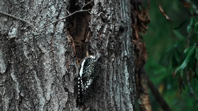 Yellow-bellied Sapsucker - ML625121158