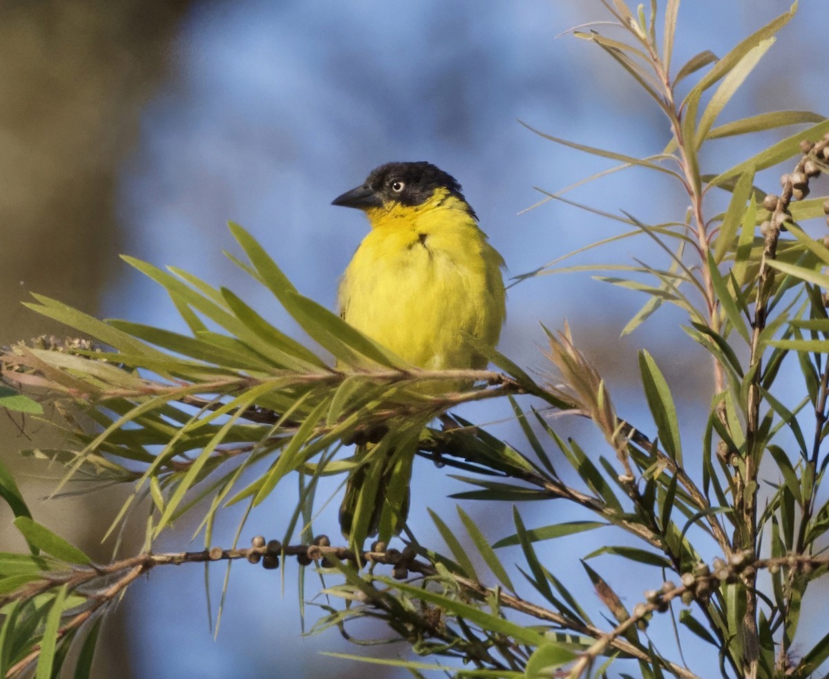 Baglafecht Weaver - Joseph Tobias