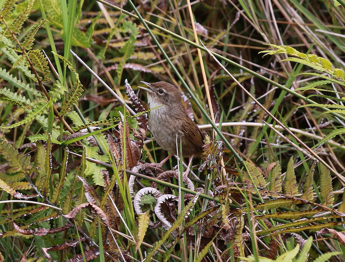 Gray Emutail - ML625121256