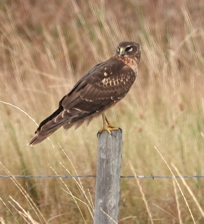 Northern Harrier - ML625121340
