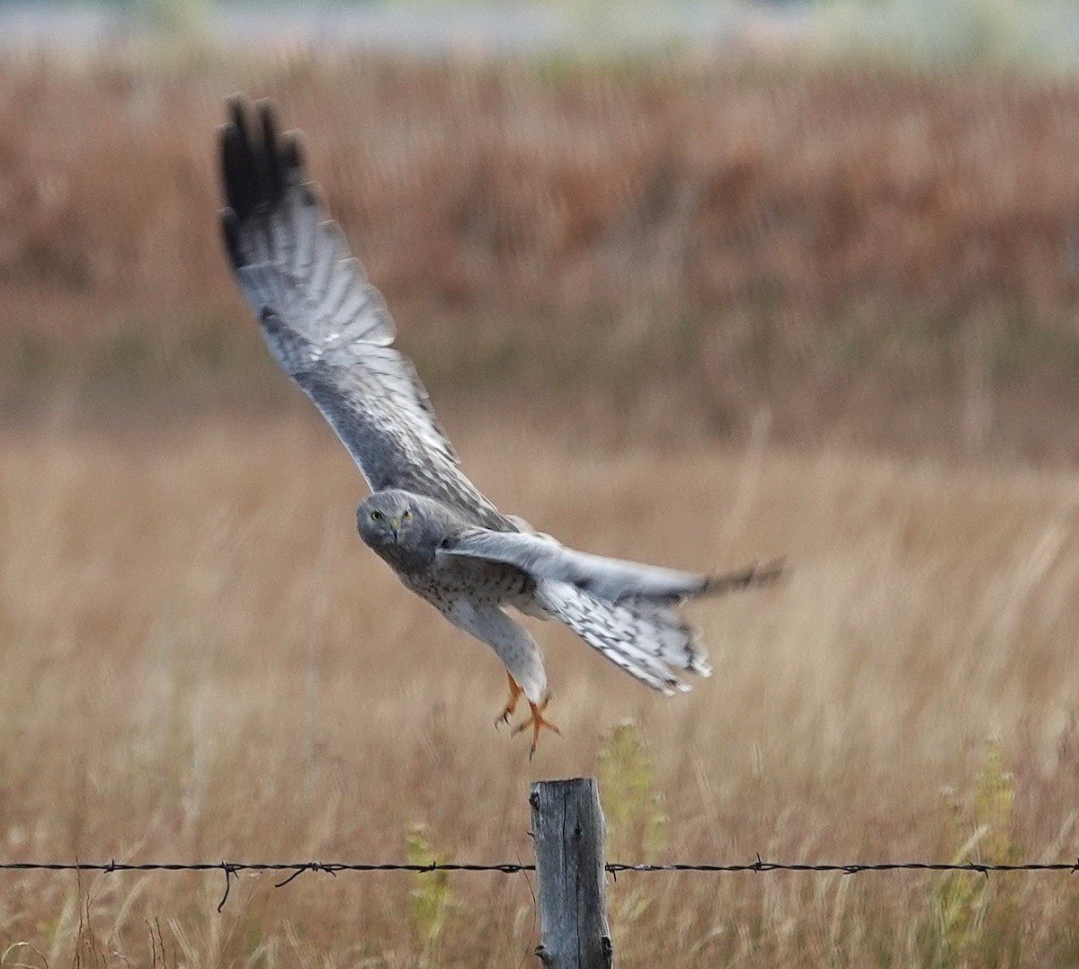 Northern Harrier - ML625121349