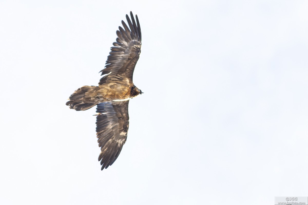 Bearded Vulture - ML625121363