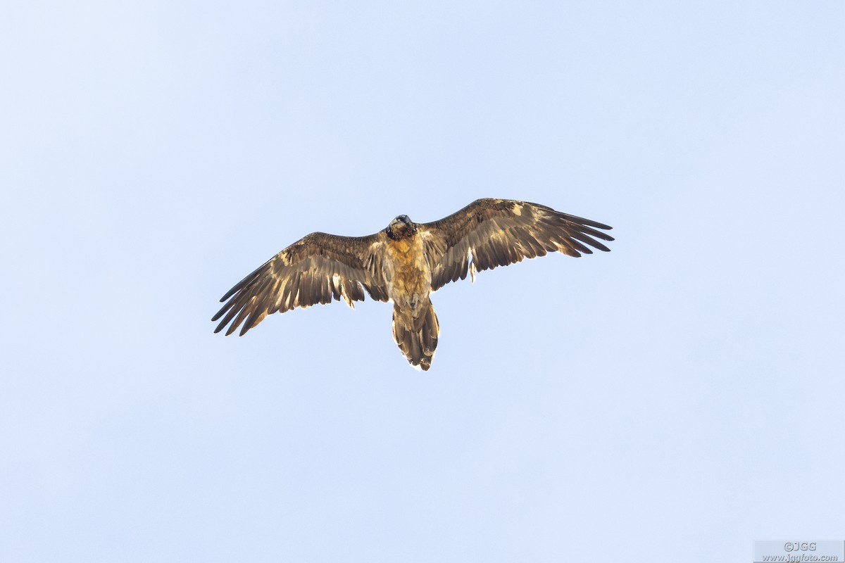 Bearded Vulture - ML625121364