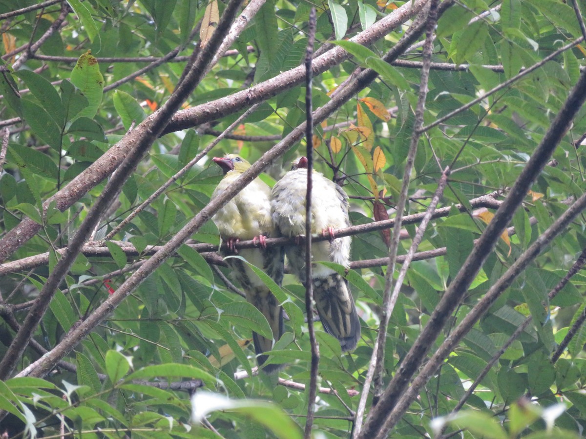 Wedge-tailed Green-Pigeon - ML625121412