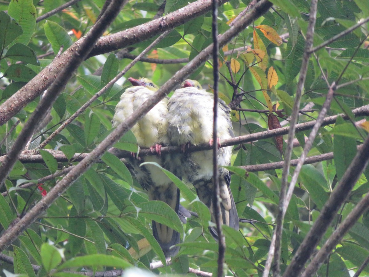 Wedge-tailed Green-Pigeon - Remco Hofland