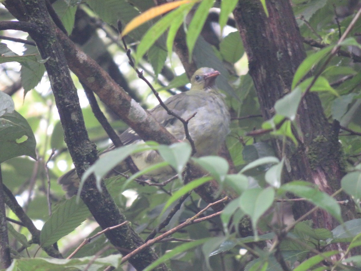 Wedge-tailed Green-Pigeon - Remco Hofland