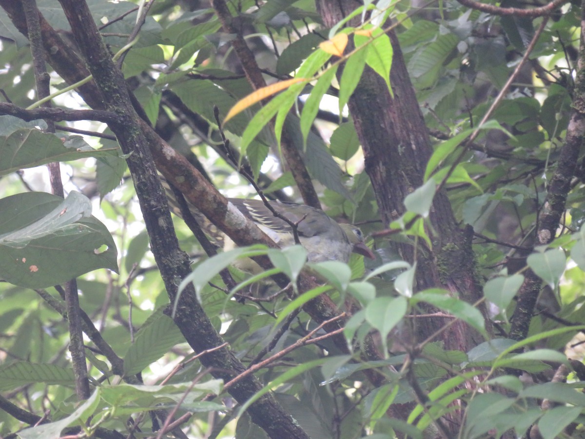 Wedge-tailed Green-Pigeon - ML625121425