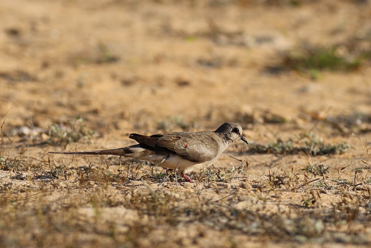 Namaqua Dove - ML625121460