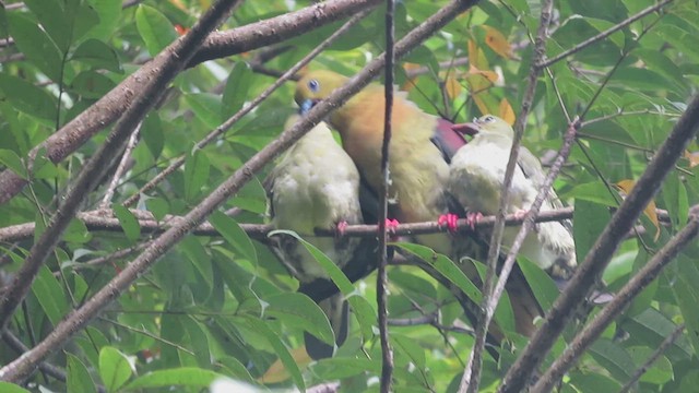 Wedge-tailed Green-Pigeon - ML625121464