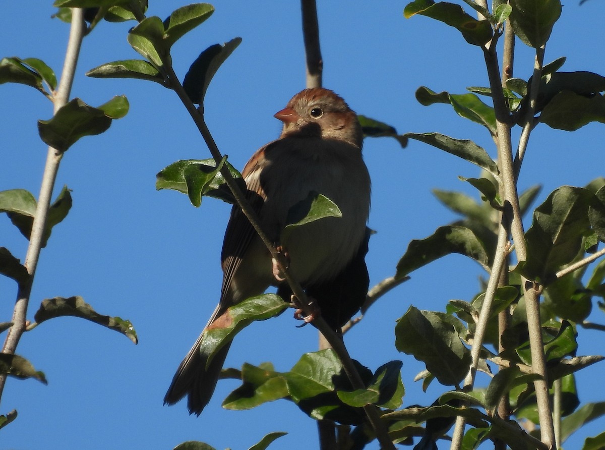 Field Sparrow - ML625121528