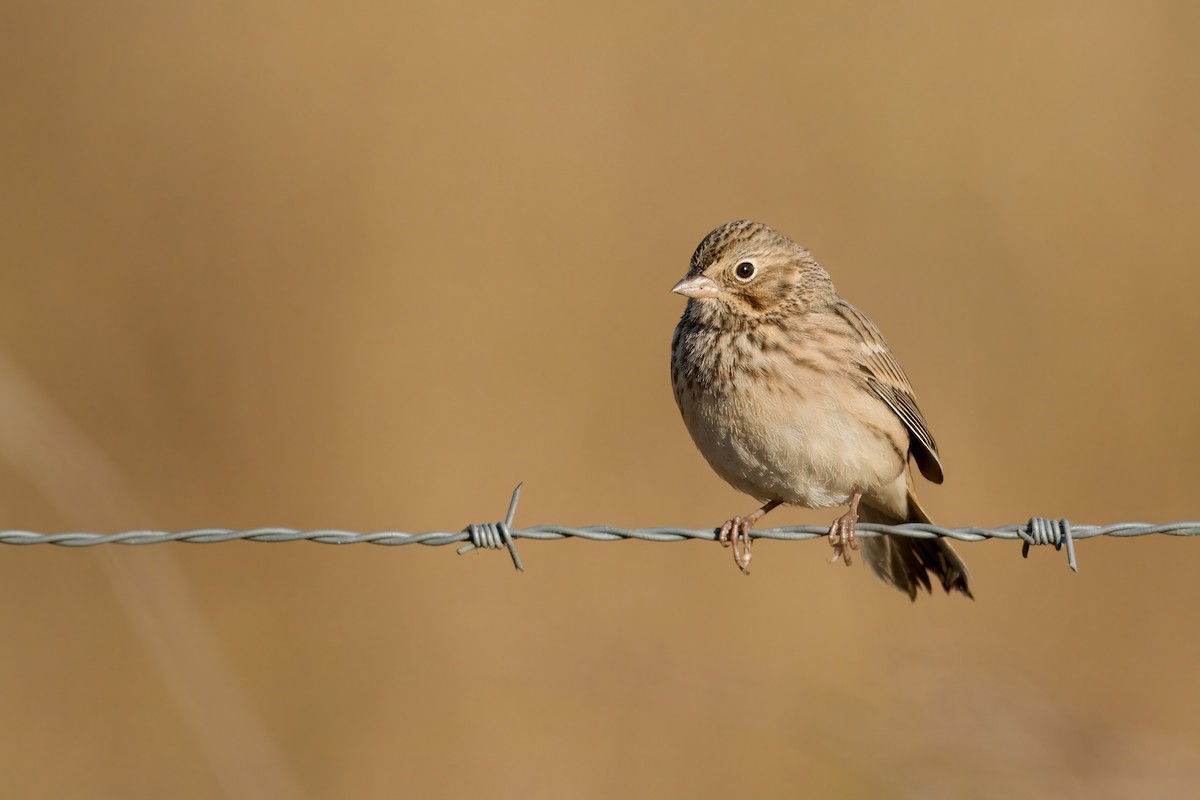 Vesper Sparrow - ML625121568