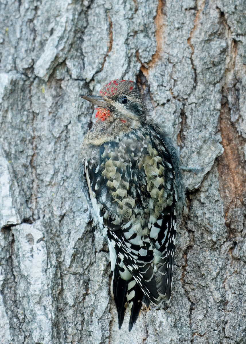 Yellow-bellied Sapsucker - ML625121571