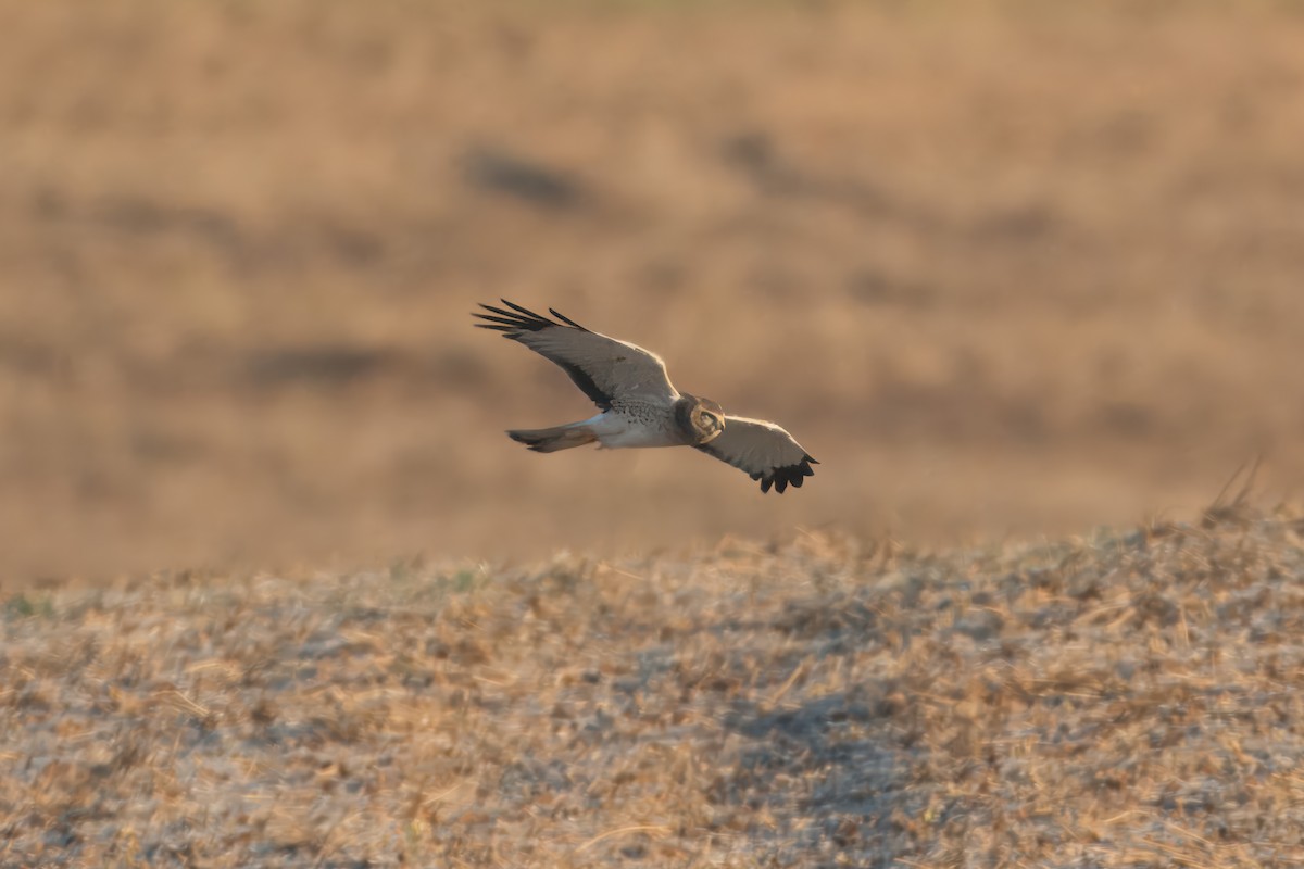 Northern Harrier - ML625121619