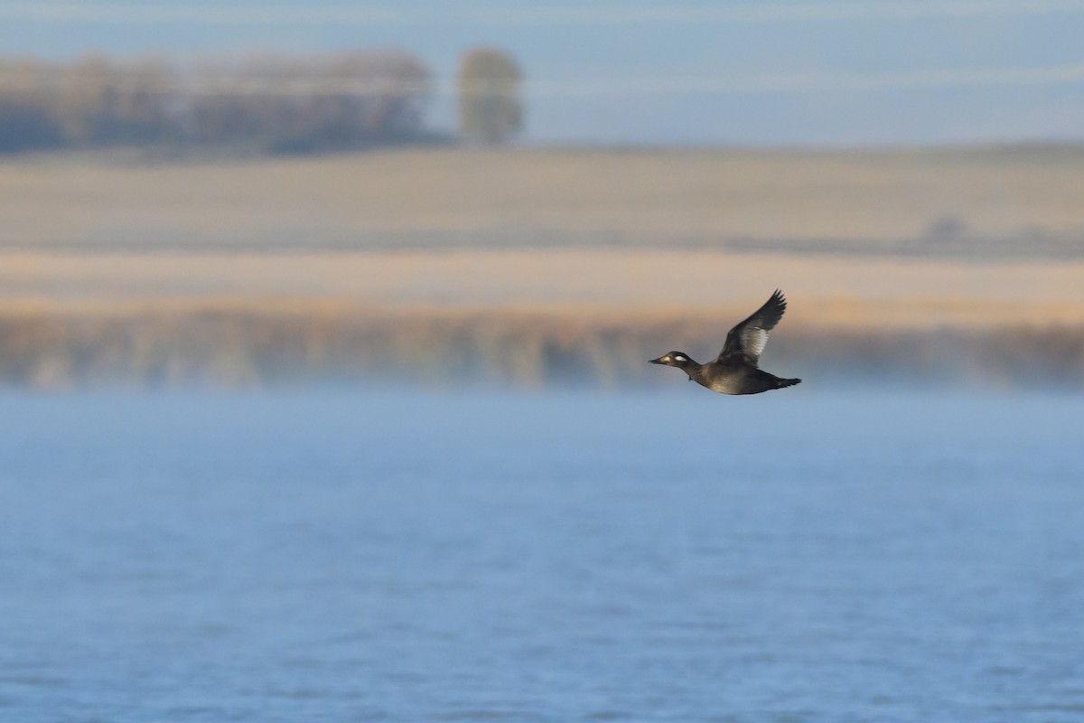 White-winged Scoter - ML625121682