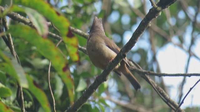 Stripe-throated Yuhina - ML625121683