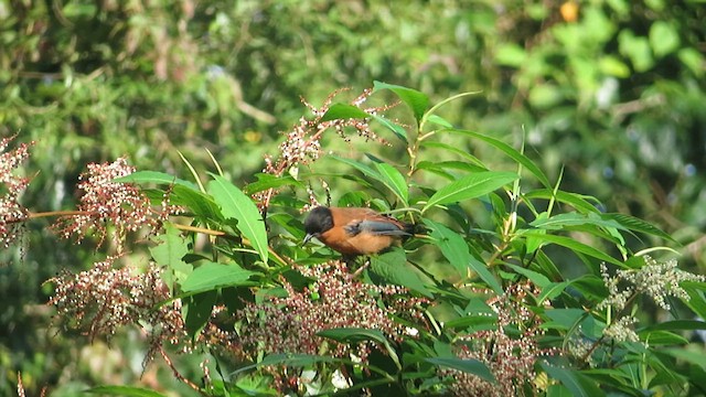 Rufous Sibia - ML625121742