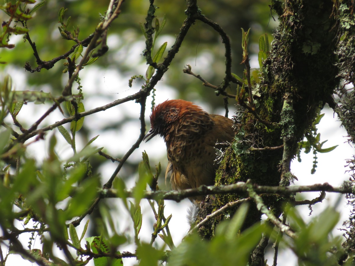 Chestnut-crowned Laughingthrush - Remco Hofland