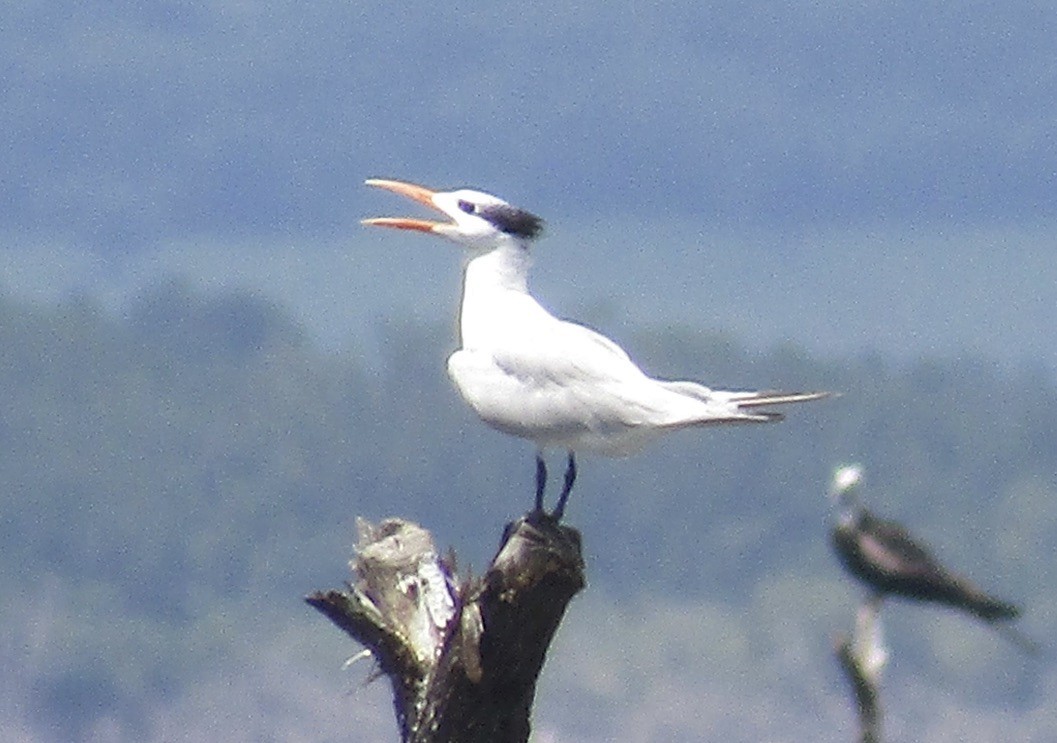 Royal Tern - ML625121869