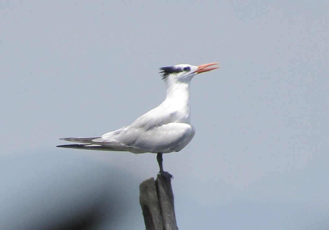 Royal Tern - ML625121870