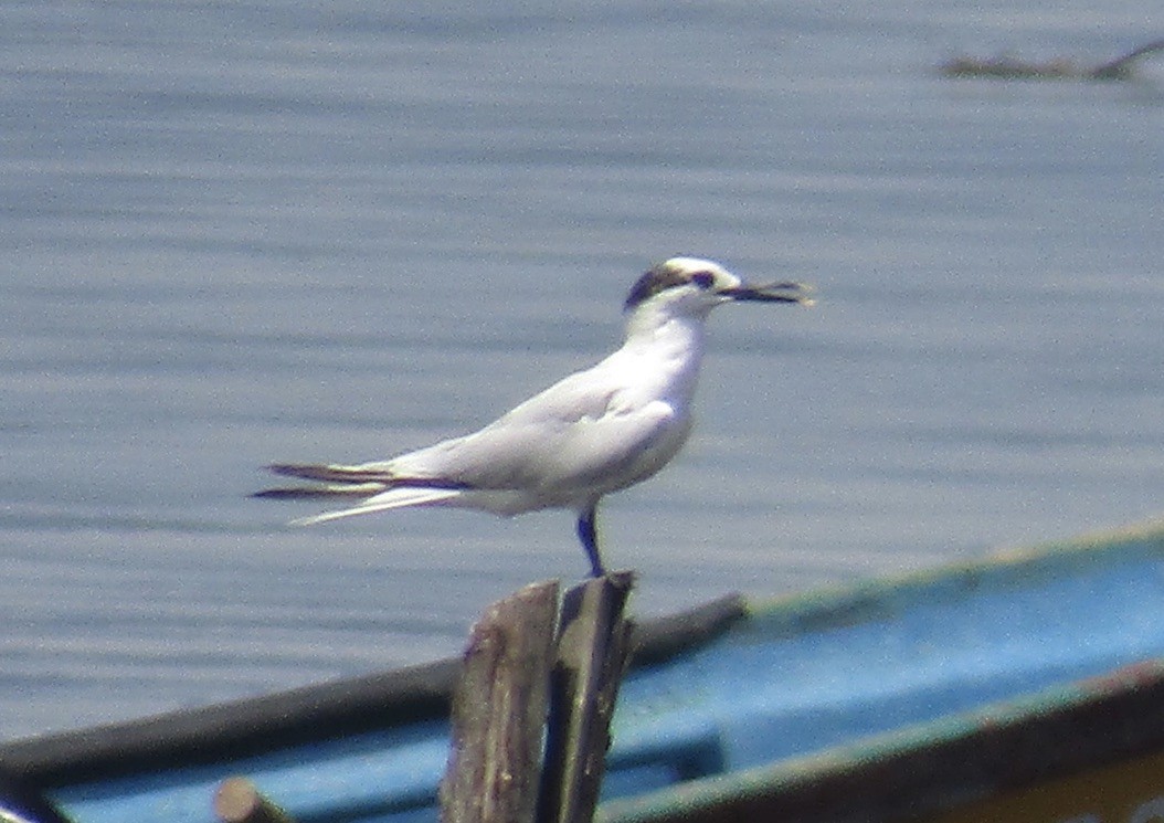 Sandwich Tern - ML625121874