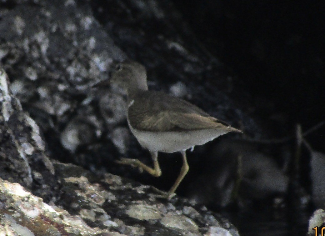 Spotted Sandpiper - ML625121877