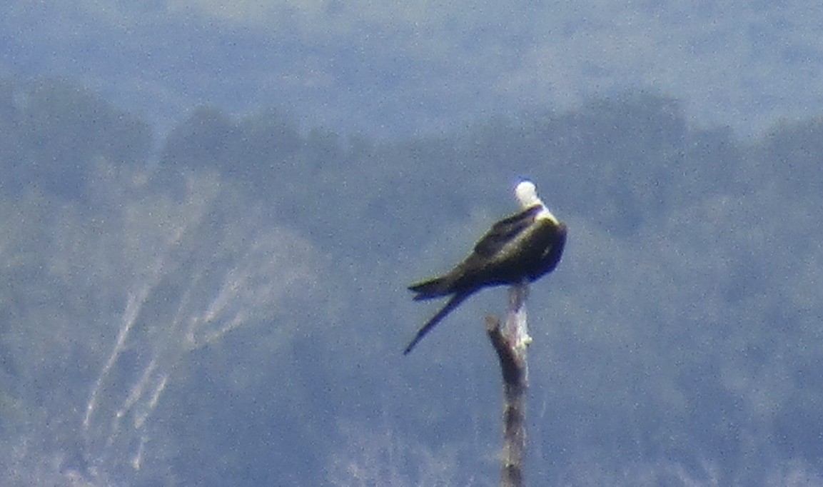 Magnificent Frigatebird - ML625121890