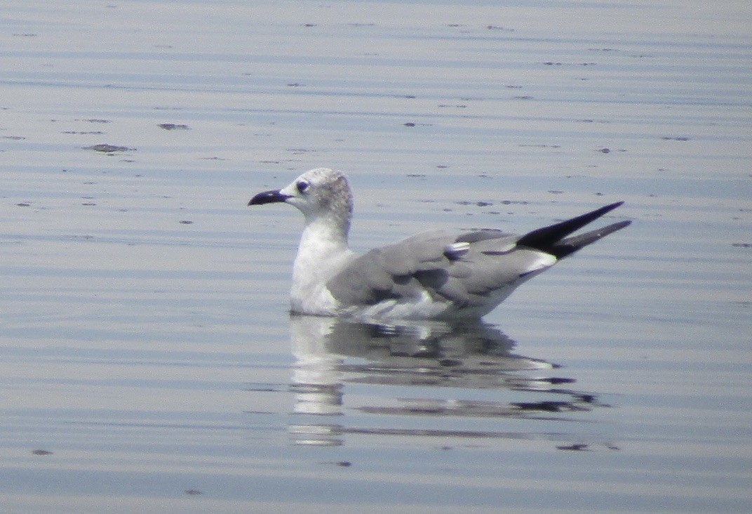 Laughing Gull - ML625121900