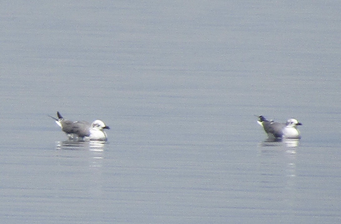 Laughing Gull - ML625121901