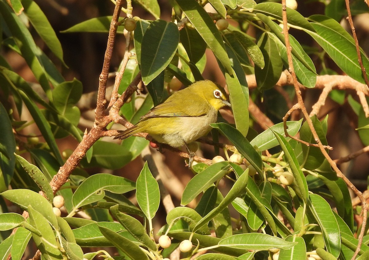 Socotra White-eye - ML625121917