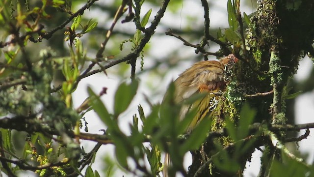 Chestnut-crowned Laughingthrush - ML625121926