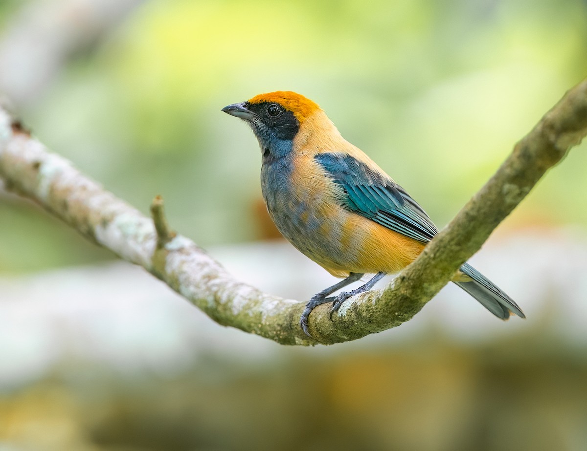 Burnished-buff Tanager - ML625121928