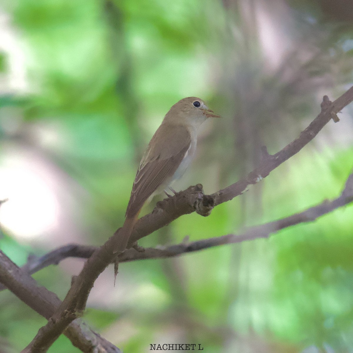Rusty-tailed Flycatcher - ML625121964