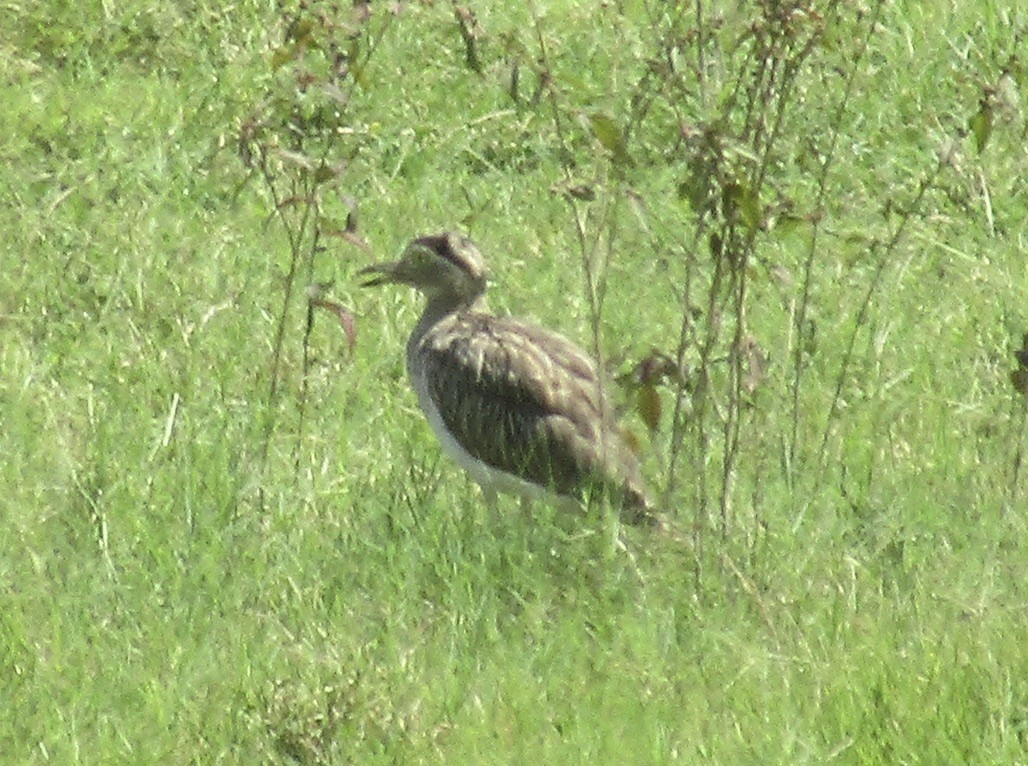 Double-striped Thick-knee - ML625121968