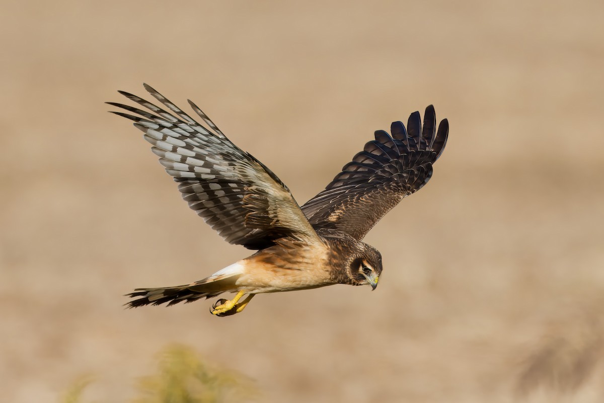 Northern Harrier - ML625122091