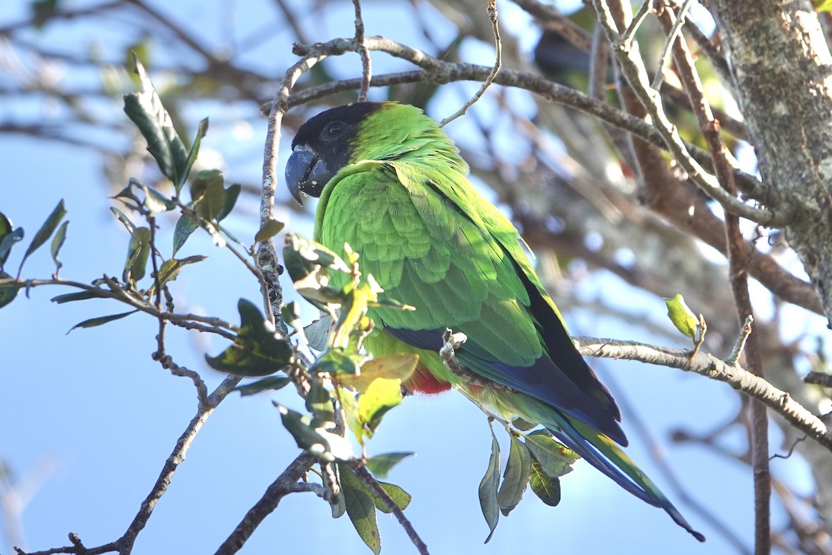 Nanday Parakeet - ML625122122