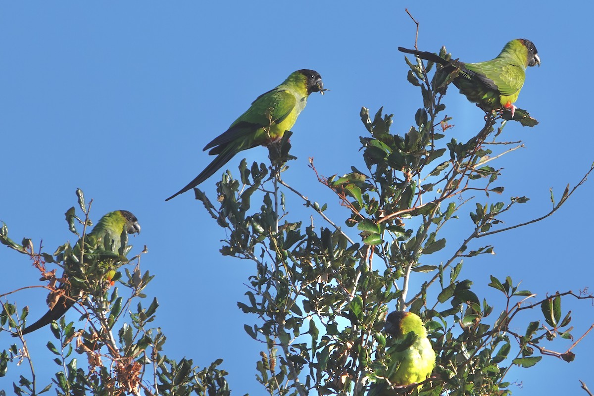 Nanday Parakeet - ML625122123