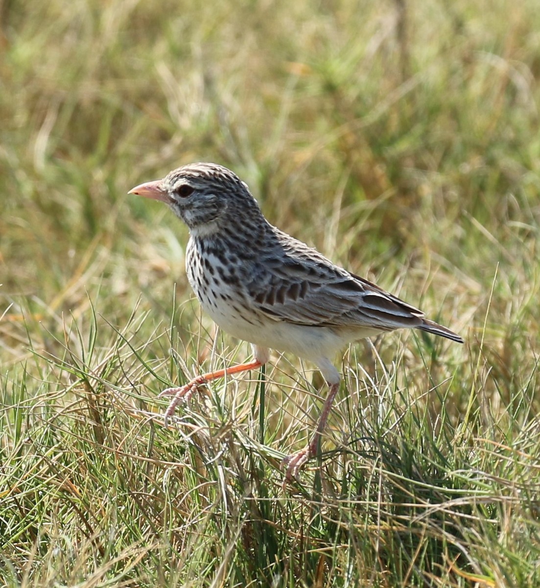 Madagascar Lark - ML625122222