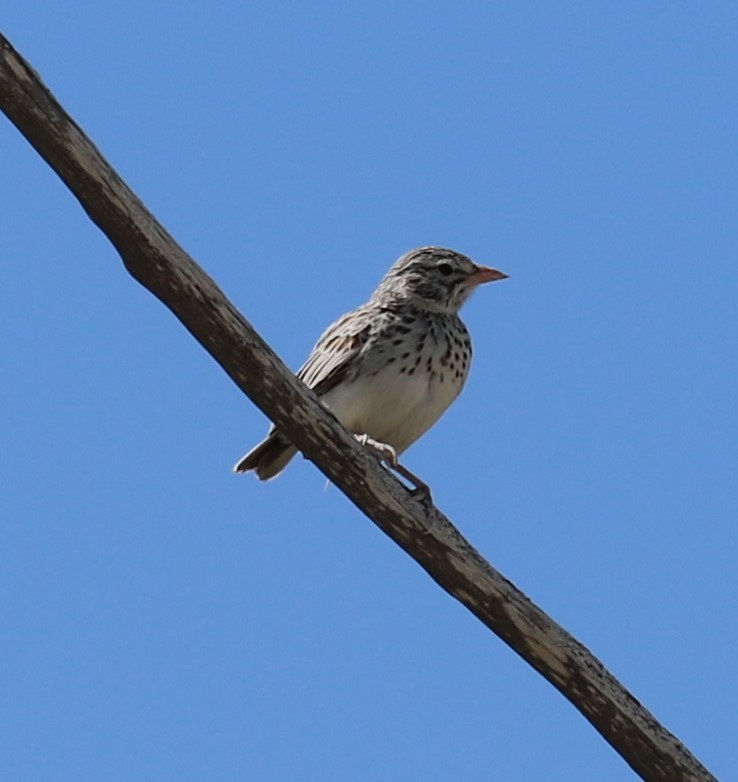 Madagascar Lark - ML625122283