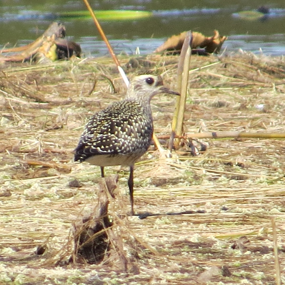 American Golden-Plover - ML625122291